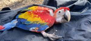 The band is placed on chicks developing feathers