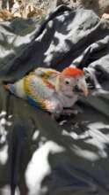 Baby macaw from nest #2