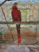 A macaw that was confiscated from traffickers