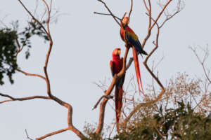 The colors on the macaw are stunning!