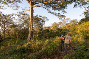 Rangers monitoring nests