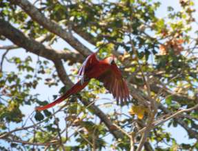 A cyanoptera macaw in flight this year