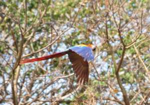 Another beautiful bird in flight