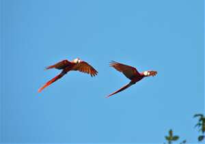 Macaw pair flying free