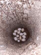 Black-bellied whistling duck egg in artificia nest