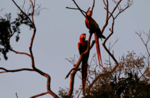 Beautiful Macaws