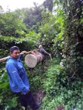 Carrying an artificial nest to a forest tree