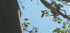 Forest falcon flying near the nest