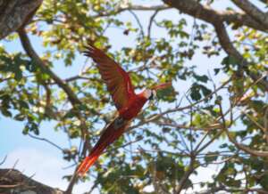 Cyanoptera macaw, a bird worth saving