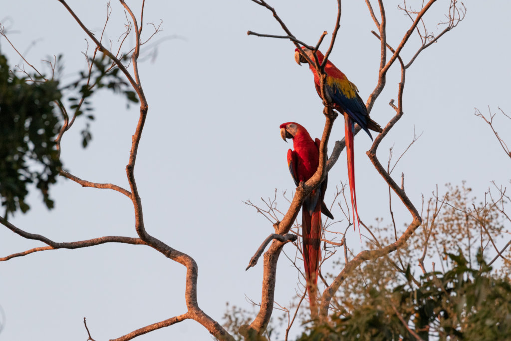 Save a Magnificent Macaw from Regional Extinction