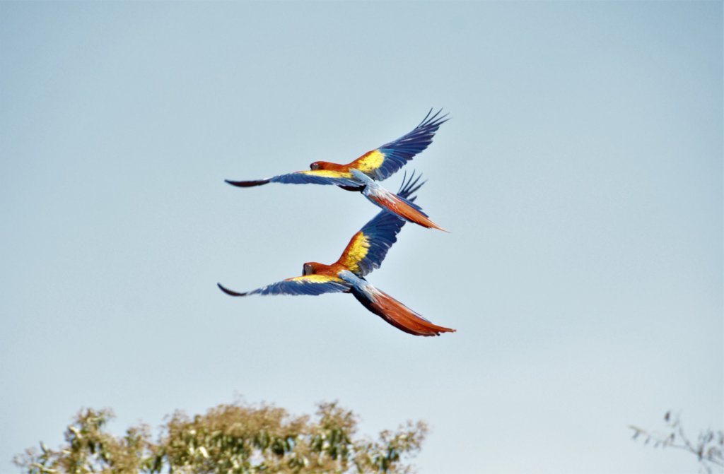 Save a Magnificent Macaw from Regional Extinction