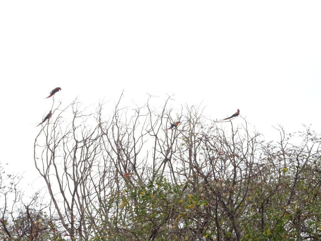 Save a Magnificent Macaw from Regional Extinction