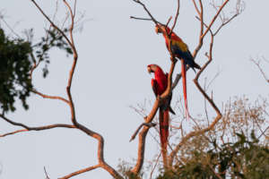 An isolated macaw pair perches at sunset