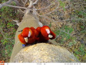 A macaw couple perches outside their nest
