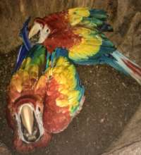 BABY MACAWS IN THEIR NEST!
