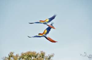 Two grown macaws fly above the forest canopy