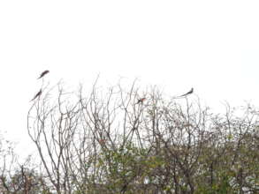 With your help, the macaws can recover