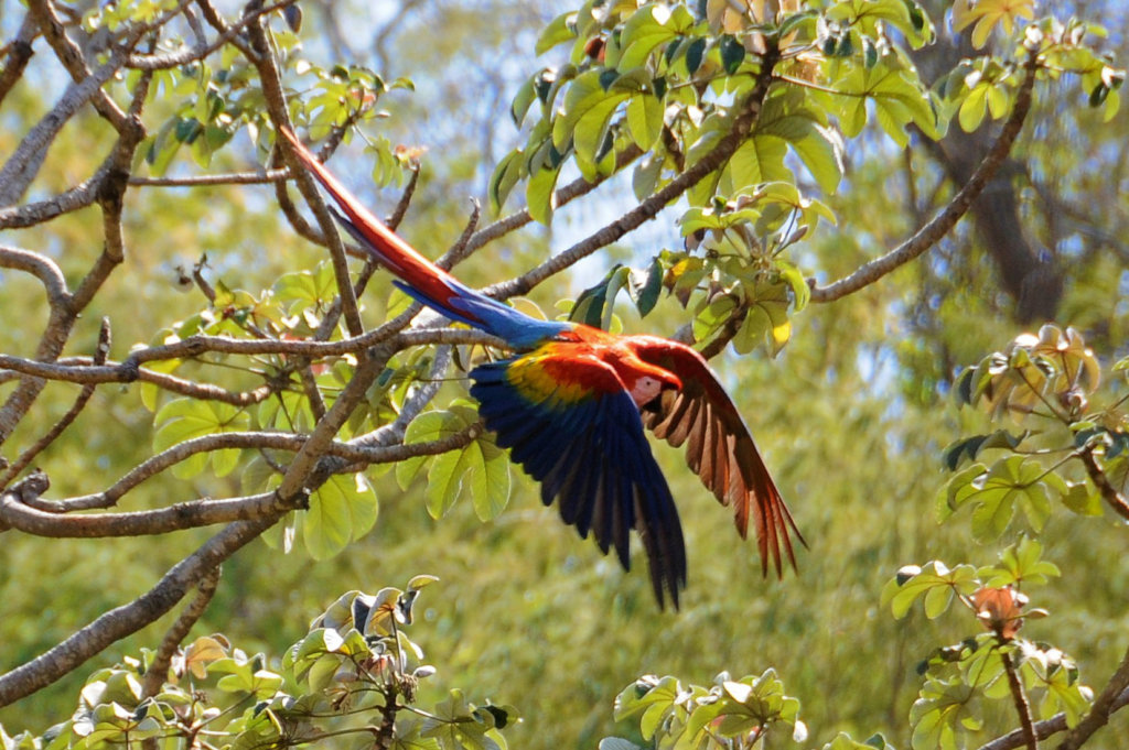 Save a Magnificent Macaw from Regional Extinction