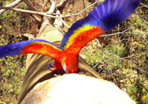 Cyanoptera is a subspecies of the scarlet macaw
