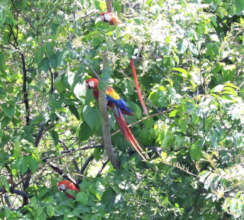 Baby macaw that fledged its nest alongside parents