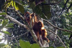 Tapanuli Orangutan mother and baby