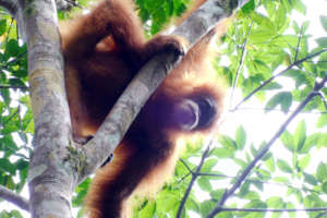 A juvenile Tapanuli Orangutan
