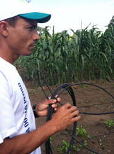 Flor with one of the irrigation hoses