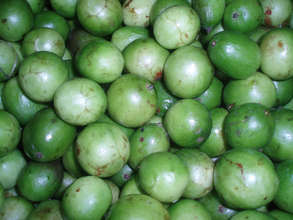 Umbu stores 5000 liters of water gift of nature