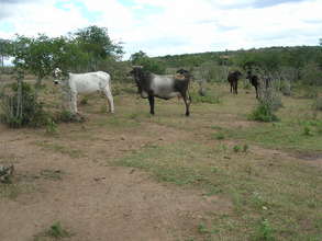 Pasture and deforestation