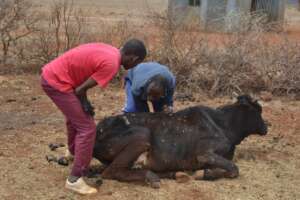 Owners trying to help a starved cow to stand up
