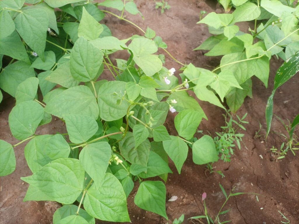 Beans flowering