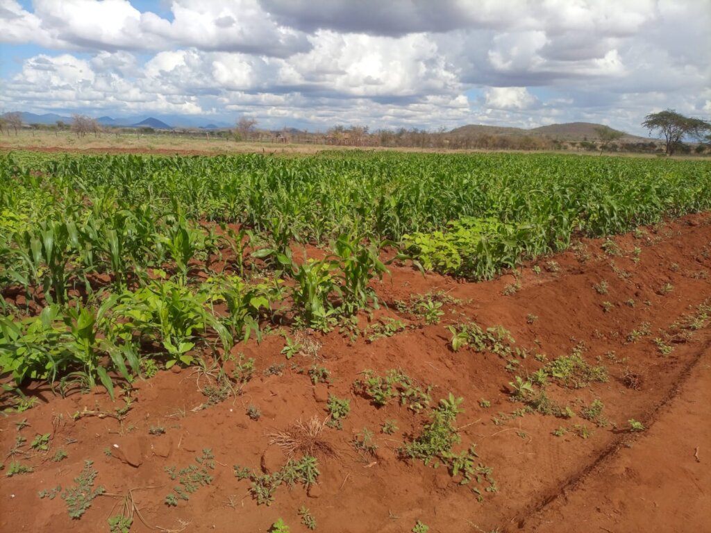 Significant growth of the maize and beans