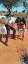 Tagging of the goats