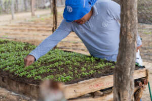 FAO official in community garden