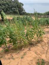 Community garden in Koushalain