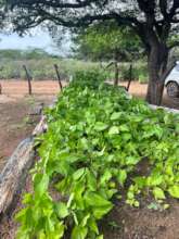 Eggplant seedlings and other crops