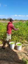 Community farmland