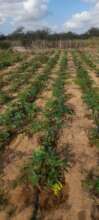 Community farmland