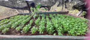 Community farmland