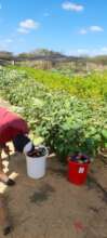 Community farmland