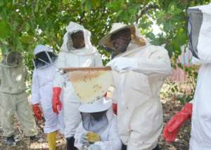 Honey harvesting
