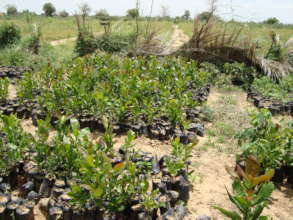 RUWAI nursery