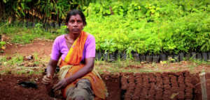 Women play an important role in nursery work