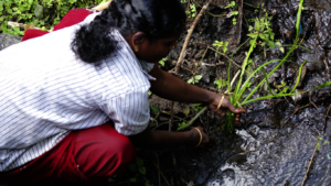One needs to select good, healthy plants