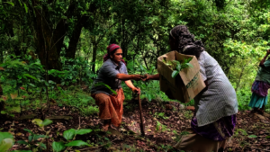 Seeds and seedlings are collected