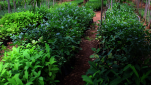 Seedlings in the nursery