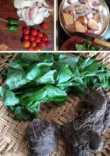 wild food ingredients for a fresh feast