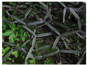 The skin of the plant needs to be neutralized