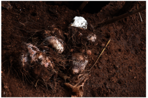 Dioscorea daemona needs to be prepared thoroughly