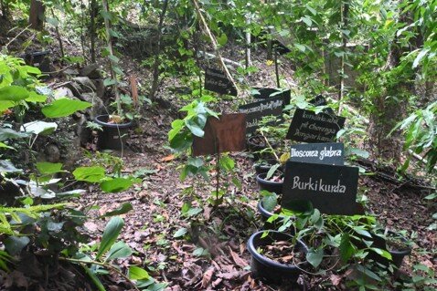 Dioscorea (yams) in pots within an enclosure